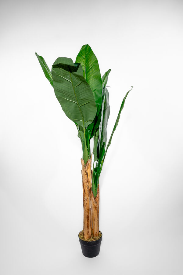 Planta Arum 120cm COLOR UNICO image number null