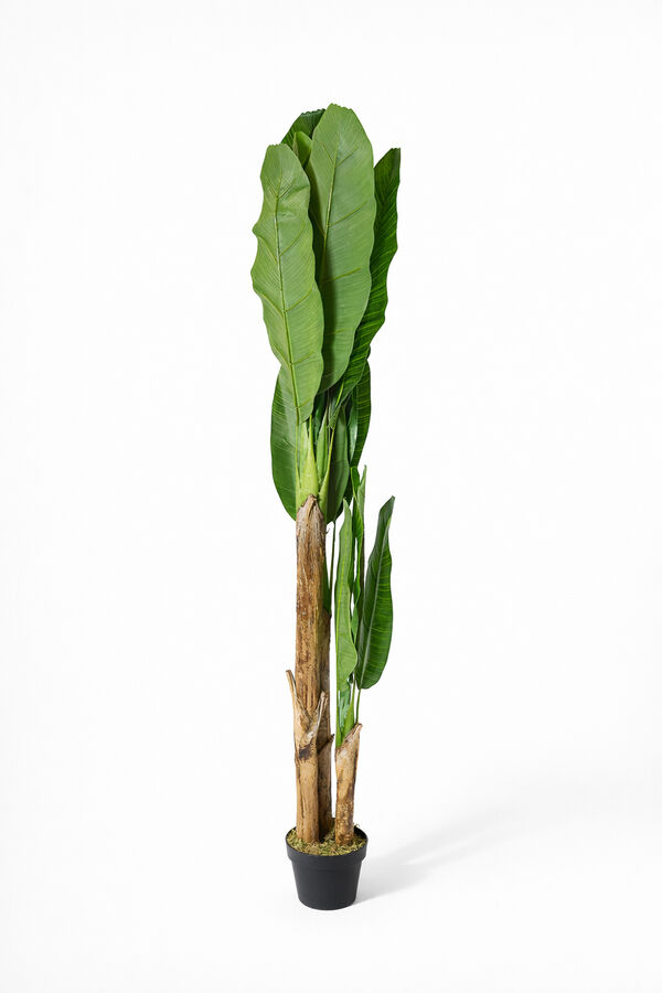 Planta BANANA TREE 180cm COLOR UNICO image number null