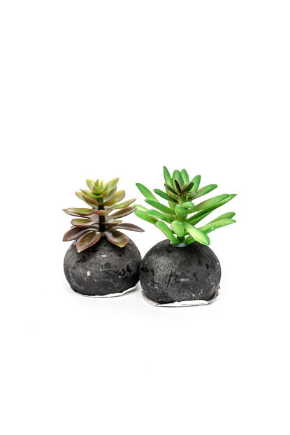 Planta Moa mini, mix COLOR UNICO image number null