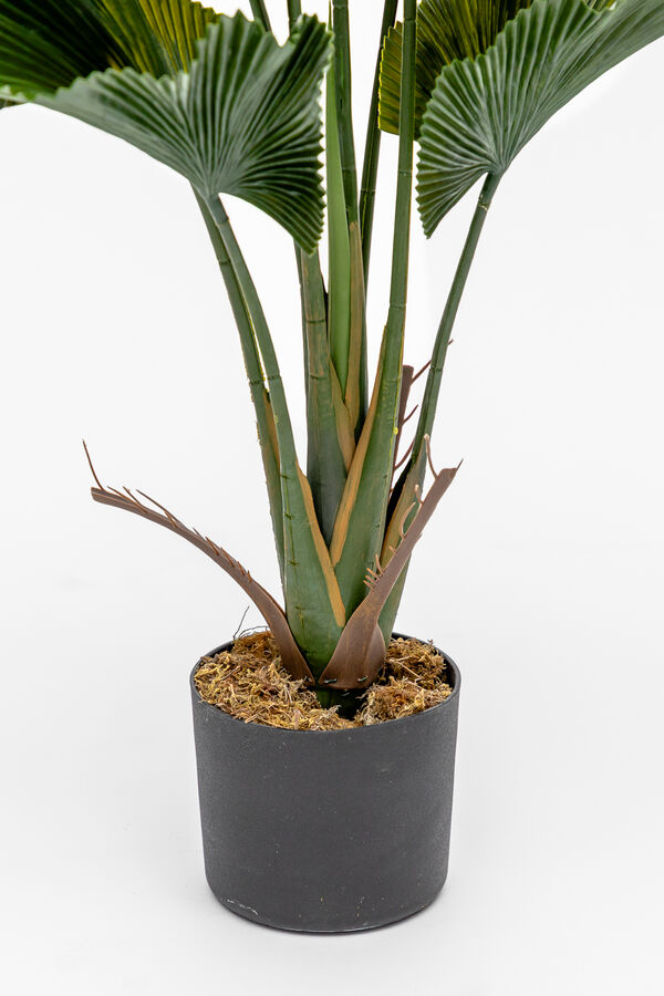Planta Palmito de Jard&iacute;n COLOR UNICO image number null
