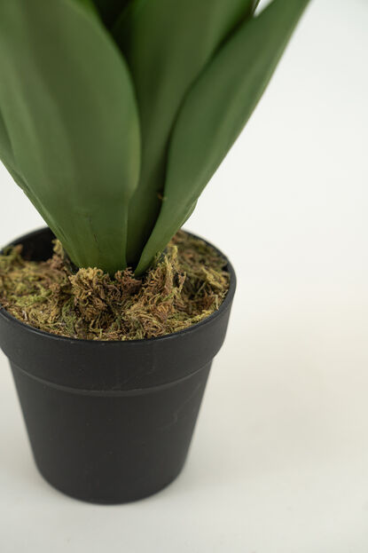 Planta YUCCA 35CM COLOR UNICO image number null