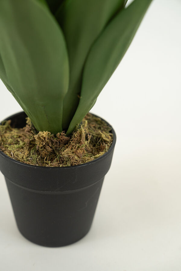 Planta YUCCA 35CM COLOR UNICO image number null