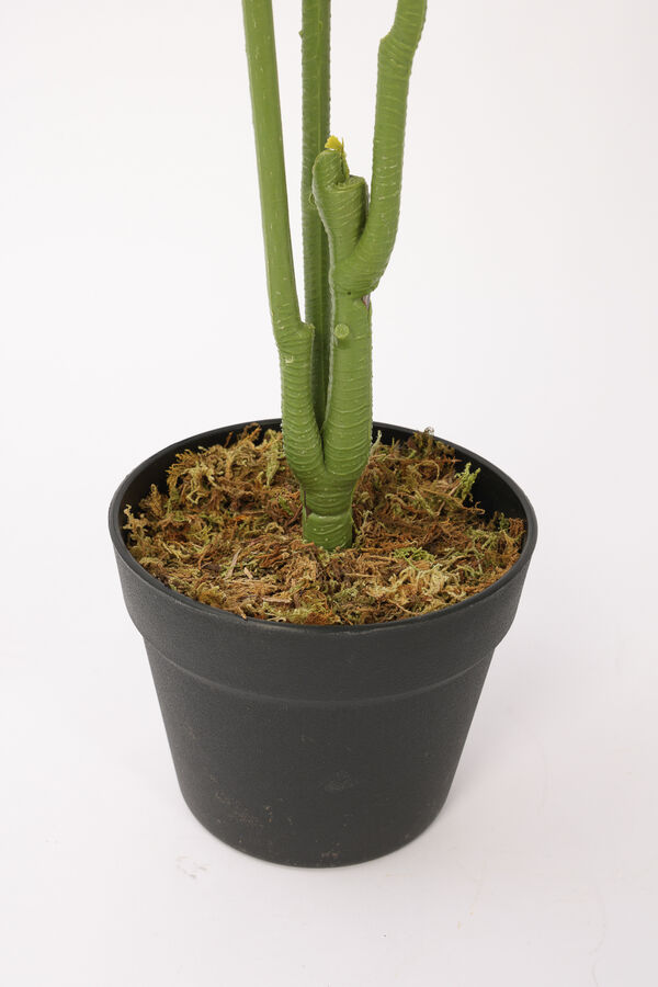 Planta Palmera Areca 85cm COLOR UNICO image number null