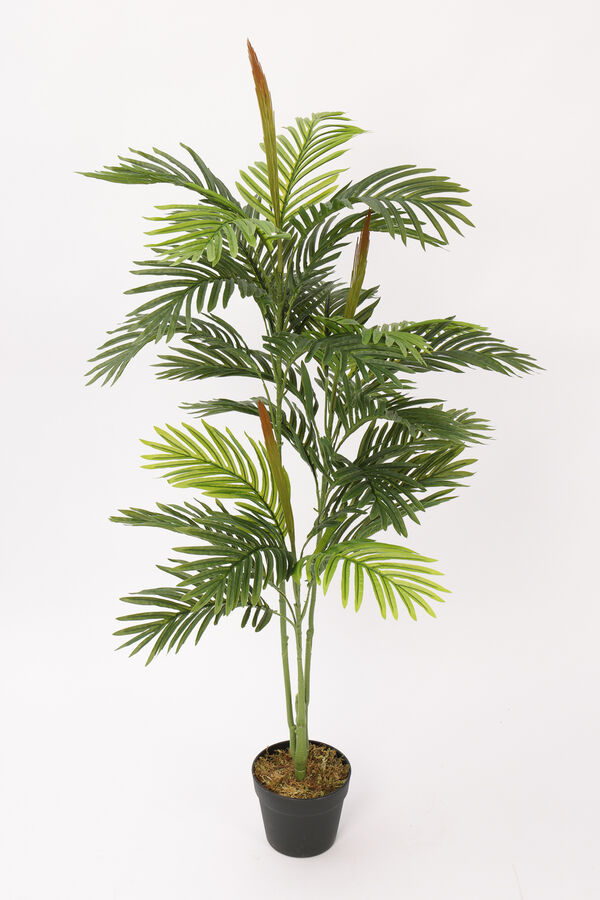 Planta Palmera Areca 85cm COLOR UNICO image number null
