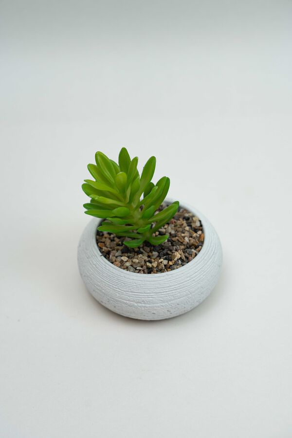 Planta Quovi GUSTO 2 image number null