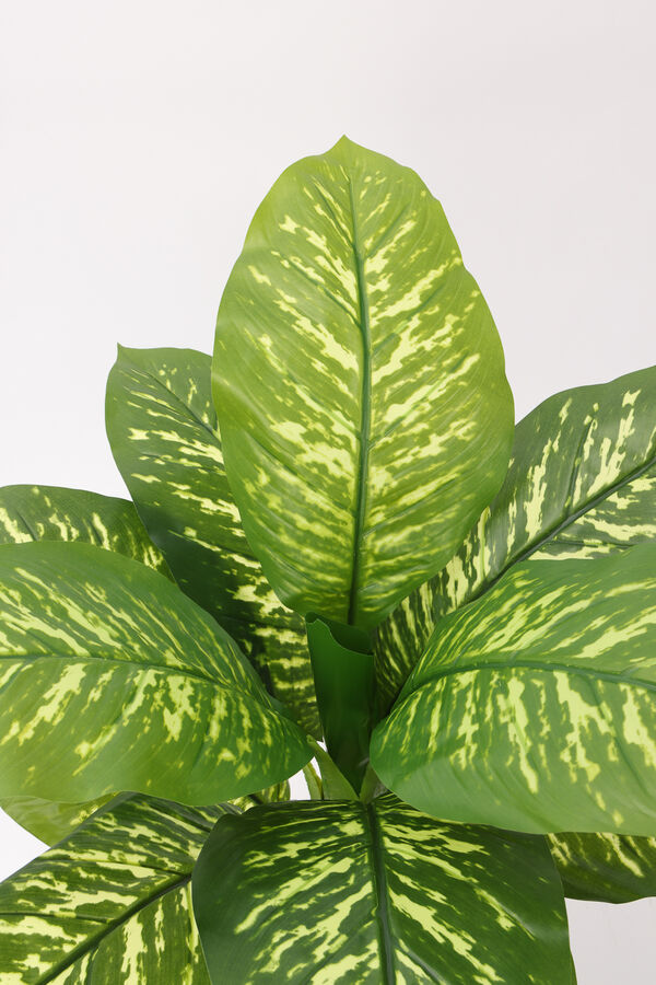 Planta Galatea 100cm COLOR UNICO image number null