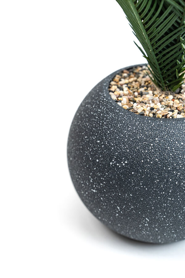 Planta Palmera 50cm NEGRO image number null