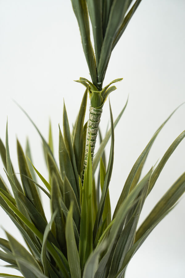 Planta Cintas COLOR UNICO image number null