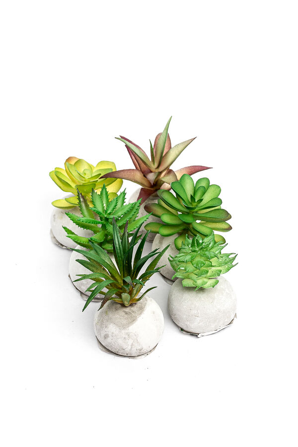 Planta Moa mini, mix COLOR UNICO image number null