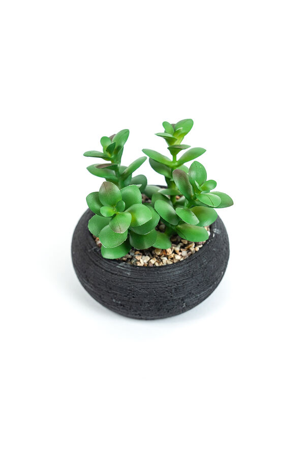 Planta Quovi GUSTO 1 image number null