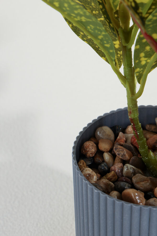 Planta Aucuba 40cm COLOR UNICO image number null