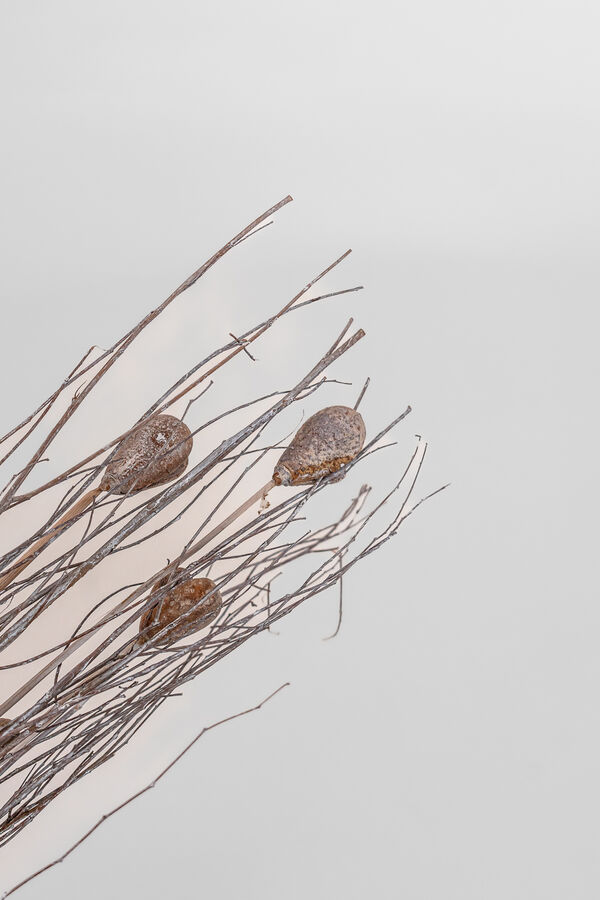 Deco Floral Ramo Boreal COLOR UNICO image number null