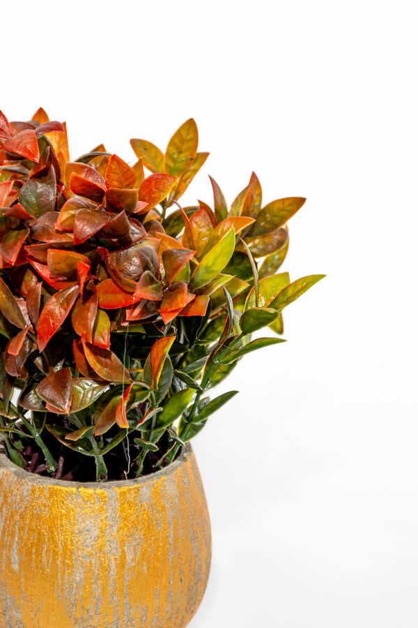 Planta Jazm&iacute;n Asi&aacute;tico  25cm COLOR UNICO image number null