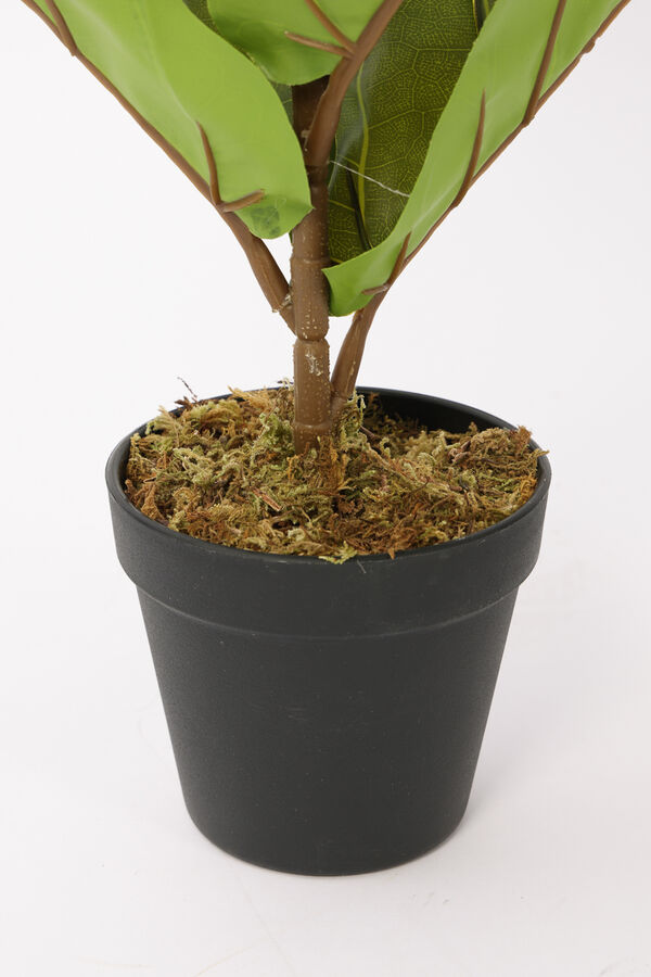 Planta Higuera 70cm COLOR UNICO image number null