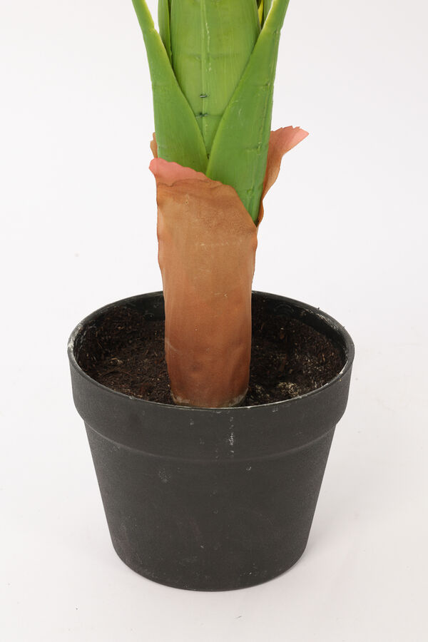 Planta Galatea 100cm COLOR UNICO image number null