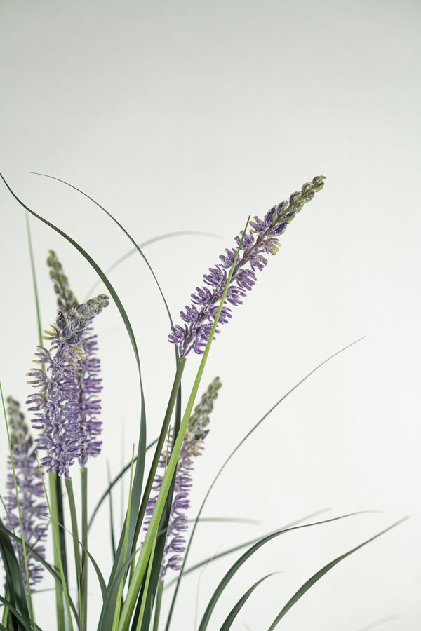 Planta GRASS VIOLET 95CM COLOR UNICO image number null