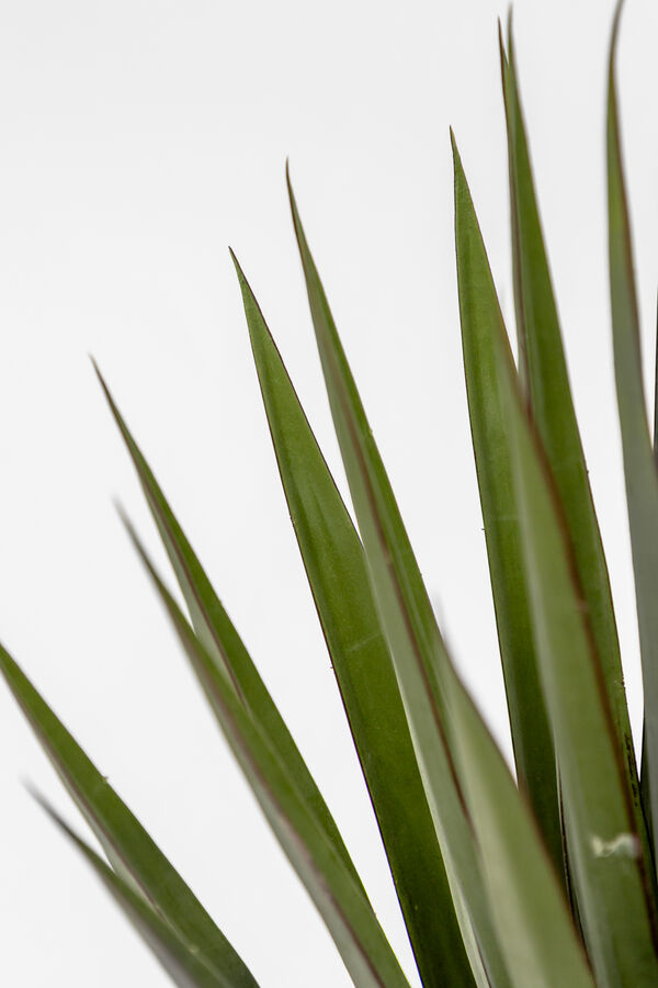 Planta Agave COLOR UNICO image number null