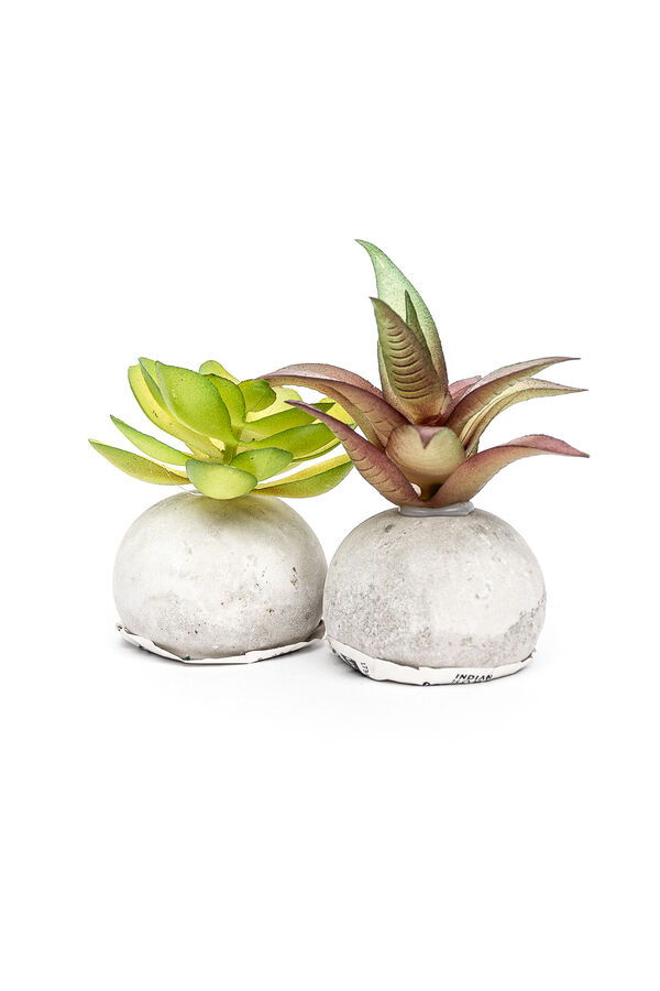 Planta Moa mini, mix COLOR UNICO image number null