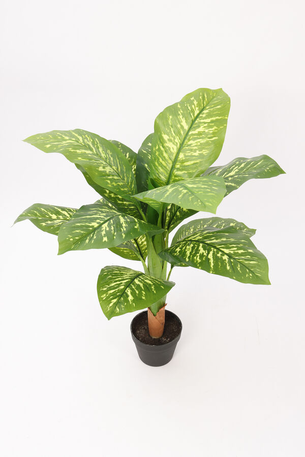 Planta Galatea 100cm COLOR UNICO image number null