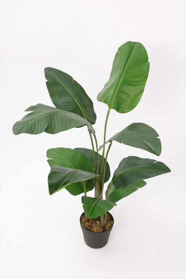 Planta Palma del Viajero 104cm COLOR UNICO image number null