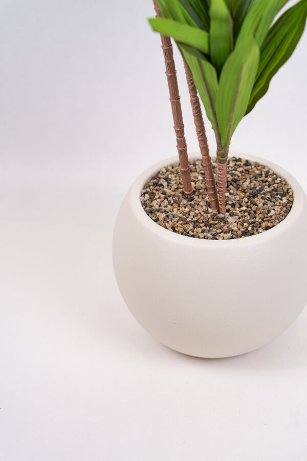Planta Clavel COLOR UNICO image number null