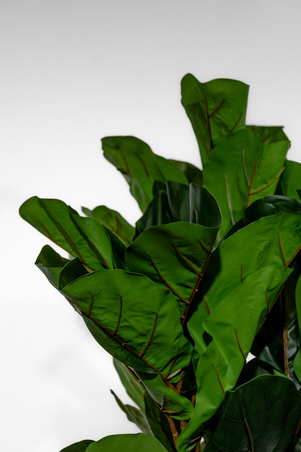 Planta Higuera 130cm COLOR UNICO image number null