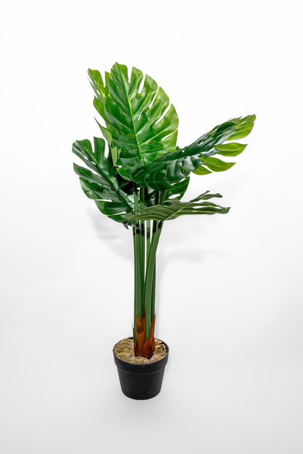 Planta Monstera 85cm COLOR UNICO image number null