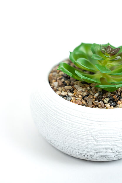 Planta Quovi GUSTO 1 image number null