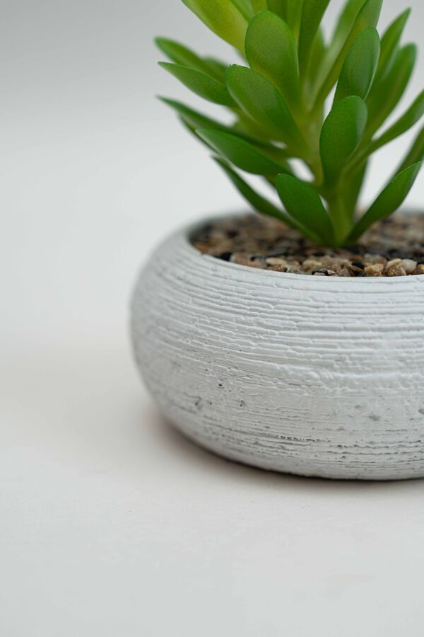 Planta Quovi GUSTO 2 image number null