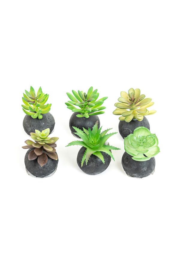 Planta Moa mini, mix COLOR UNICO image number null
