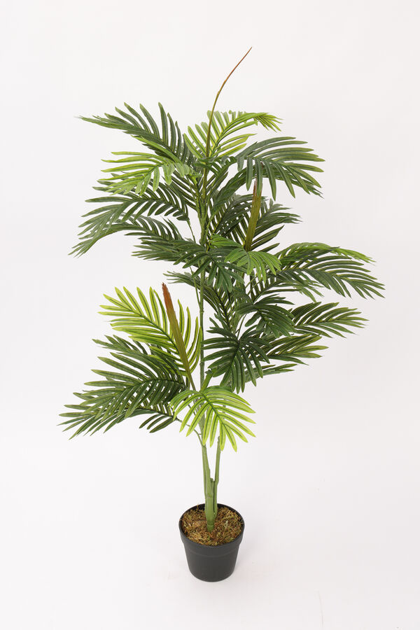 Planta Palmera Areca 85cm COLOR UNICO image number null