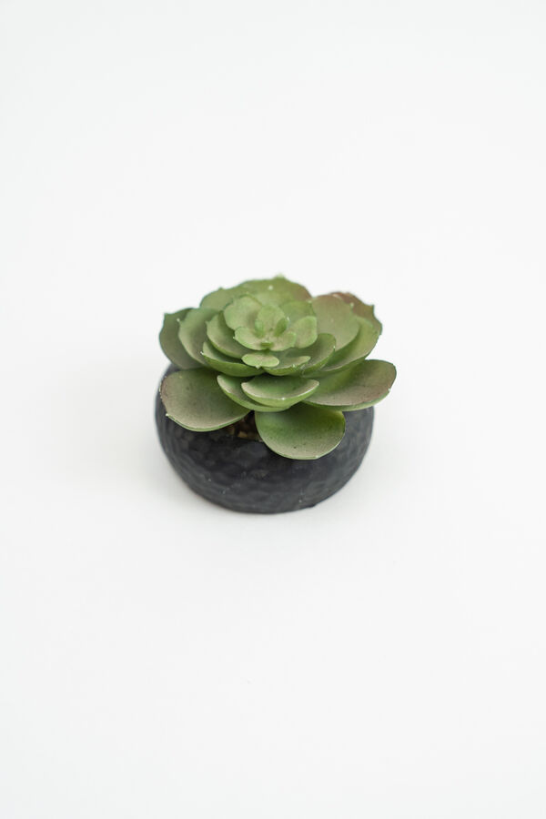 Planta Suculenta 692 Mini, Mix COLOR UNICO image number null