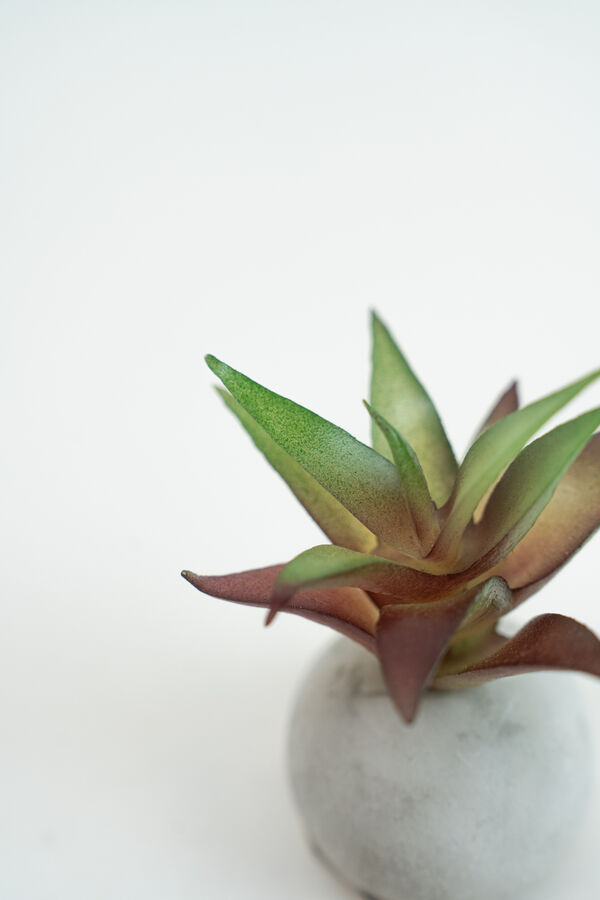 Planta Moa mini, mix COLOR UNICO image number null