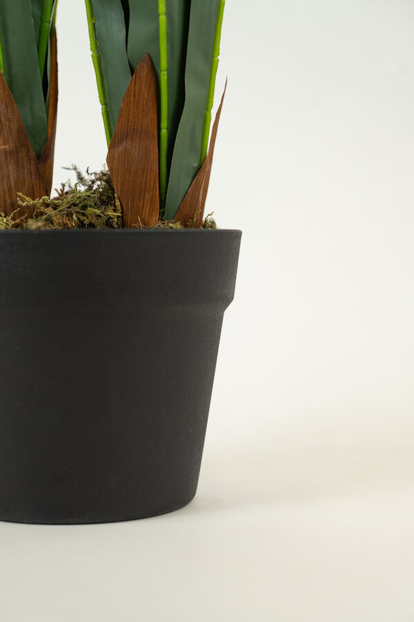 Planta ORCHID 90CM COLOR UNICO image number null