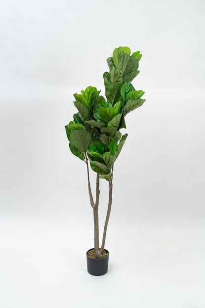 Planta Higuera 160cm COLOR UNICO image number null