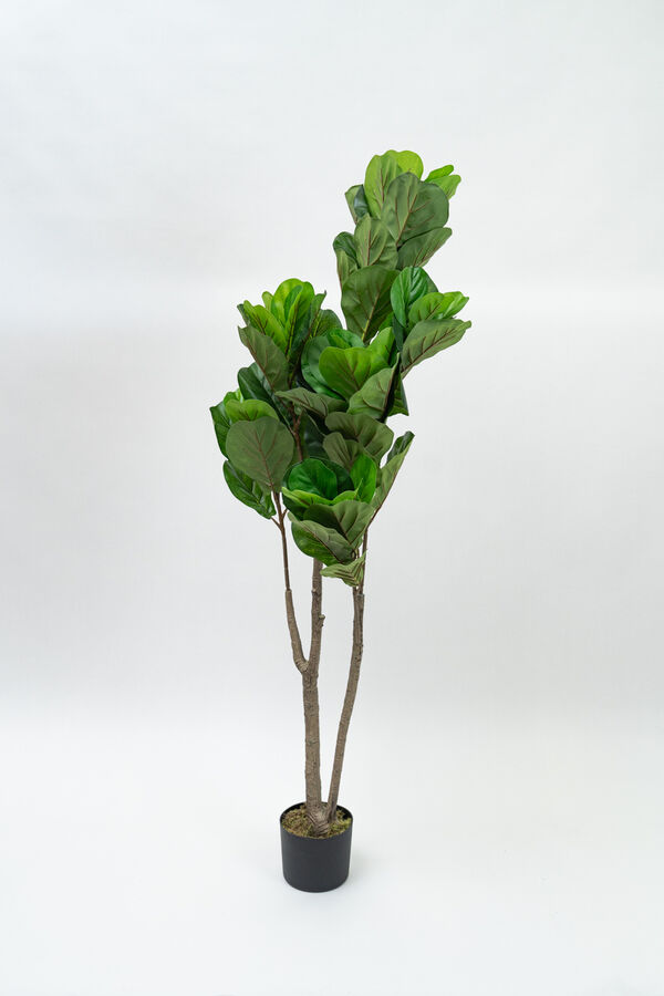 Planta Higuera 160cm COLOR UNICO image number null