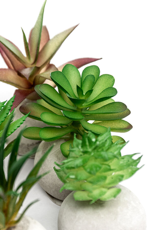 Planta Moa mini, mix COLOR UNICO image number null