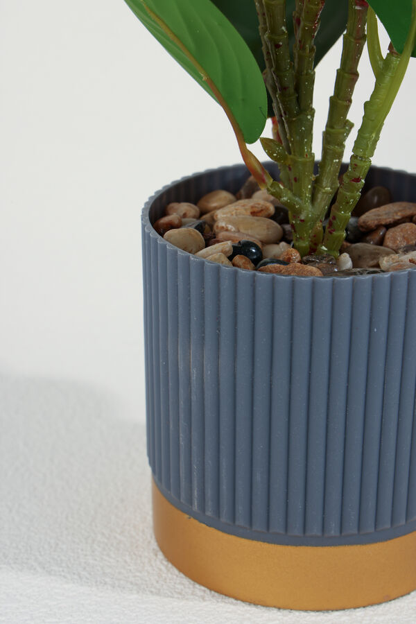 Planta Ficus 40cm COLOR UNICO image number null