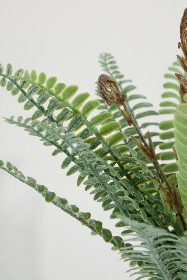 Planta Helecho Crespo 27cm COLOR UNICO image number null