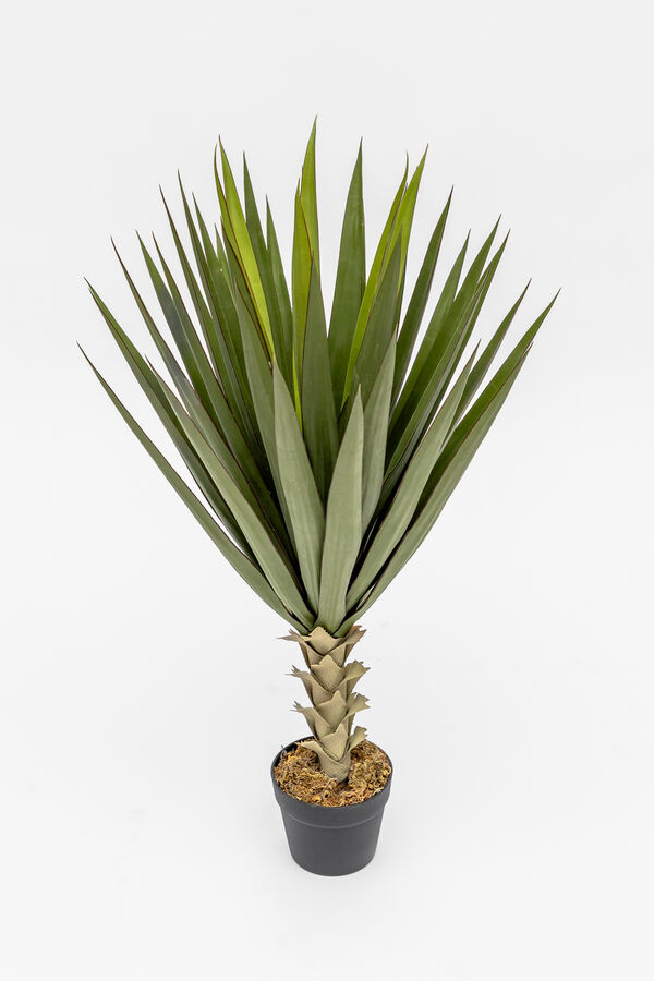 Planta Agave COLOR UNICO image number null