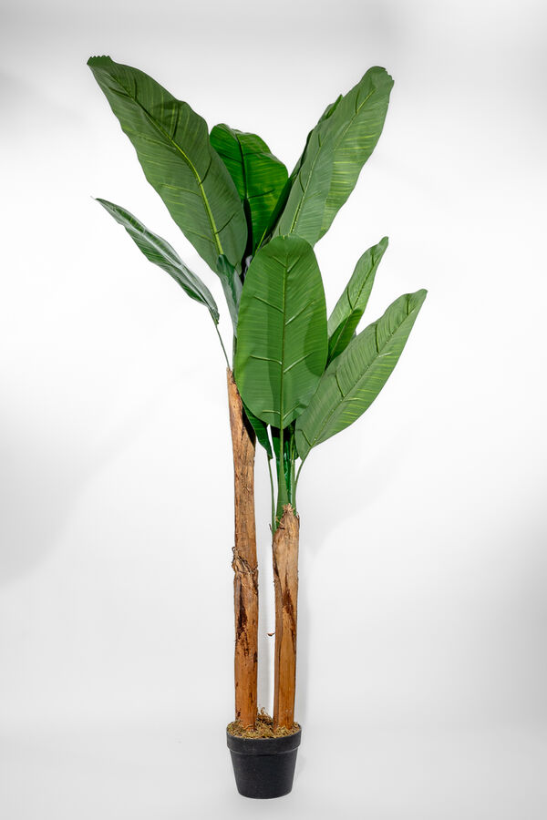 Planta Arum 150cm COLOR UNICO image number null