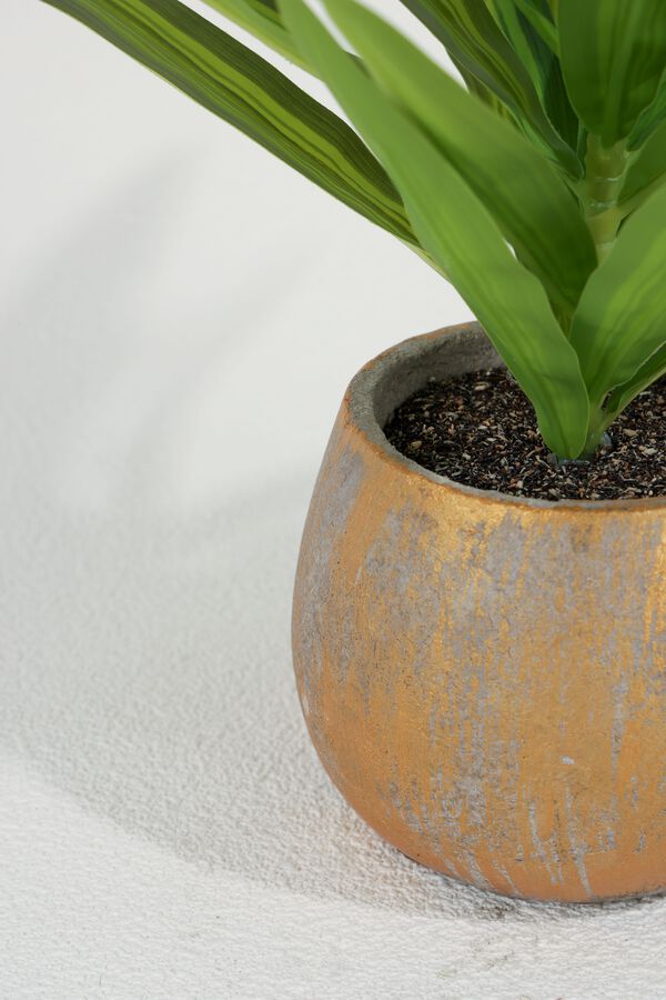 Planta Dracaena Fragrans 25cm COLOR UNICO image number null