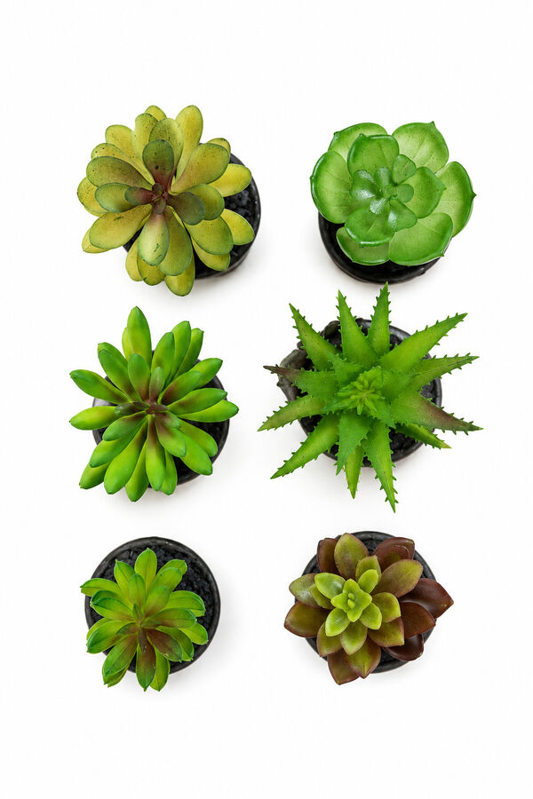 Planta Moa mini, mix COLOR UNICO image number null