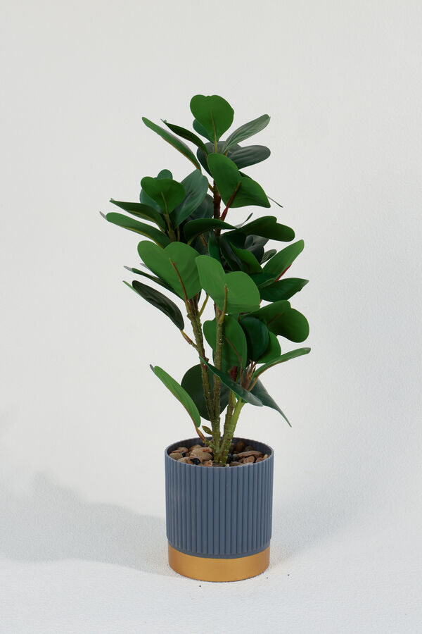 Planta Ficus 40cm COLOR UNICO image number null