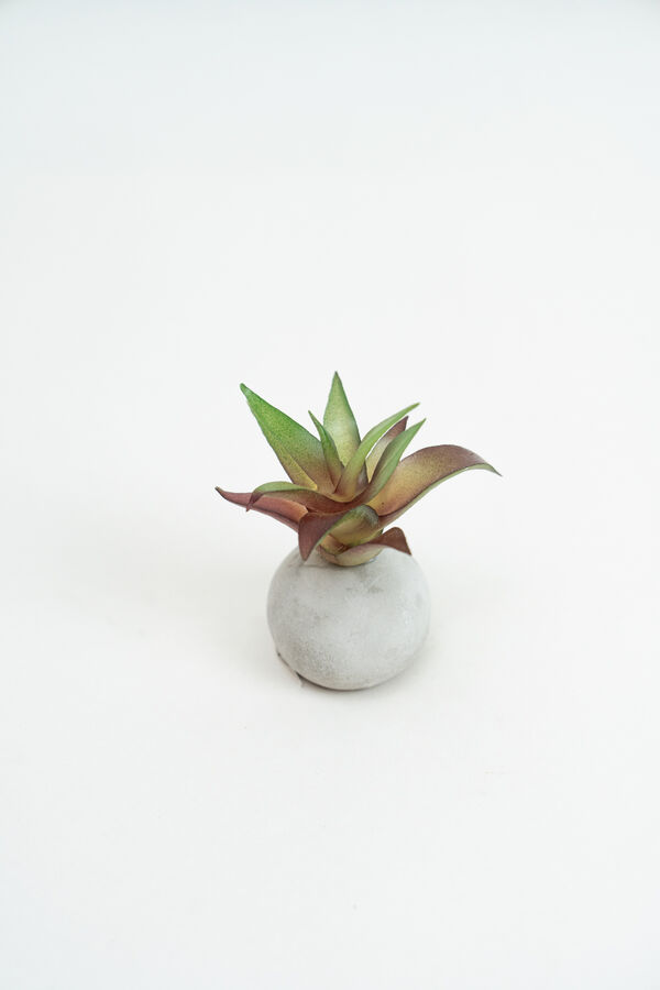 Planta Moa mini, mix COLOR UNICO image number null