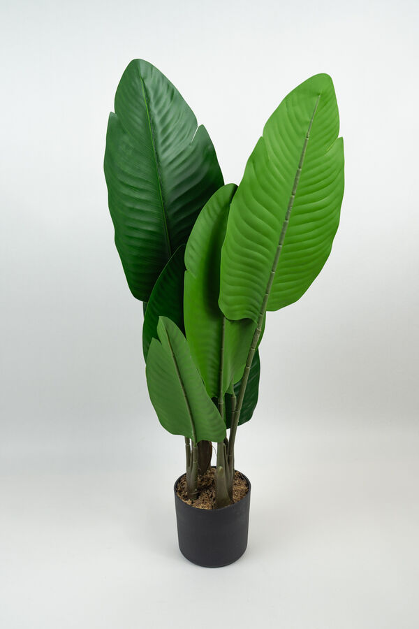 Planta Alocasia COLOR UNICO image number null