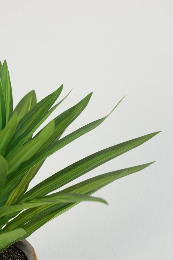 Planta Dracaena Fragrans 25cm COLOR UNICO image number null