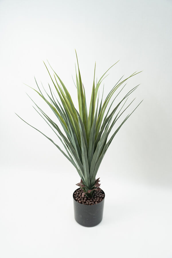 Planta Pitaya COLOR UNICO image number null