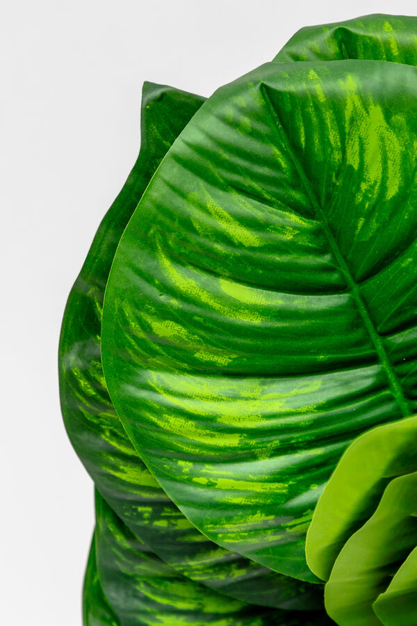 Planta Verdalia Mix COLOR UNICO image number null