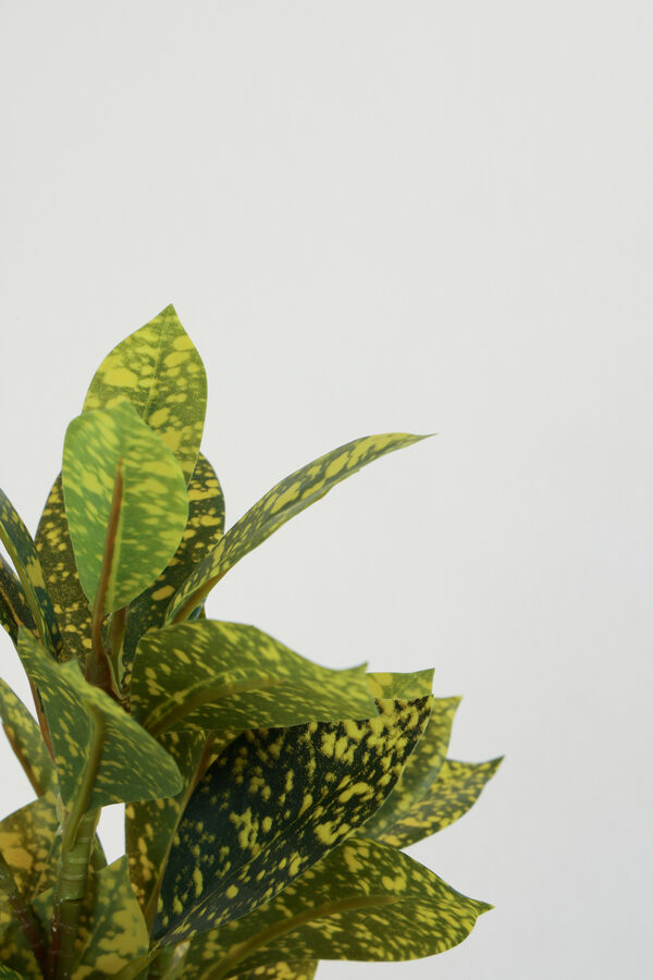 Planta Aucuba 40cm COLOR UNICO image number null